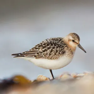 Sanderling - Cornwall - UK