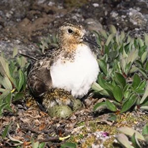 Sanderling - on eggs