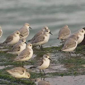 Sanderlings on sea shore in winter plumage