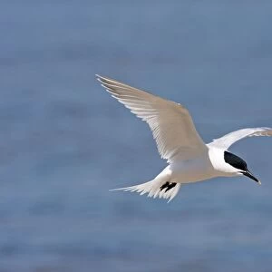 Sandwich Tern - Single adult in flight, Dorset, England, UK