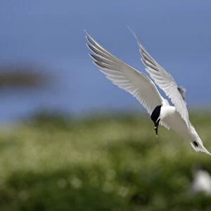 Sandwich Tern-with fish in beak, about to land, Farne Isles, Northumberland UK