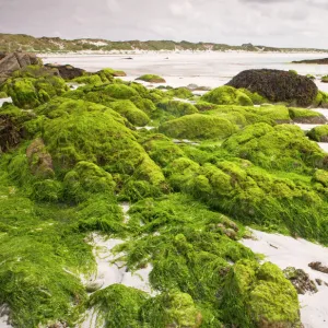 Sandy beach with algae-covered rocks at Balranald, on the west coast of North Uist, Outer Hebrides, Scotland