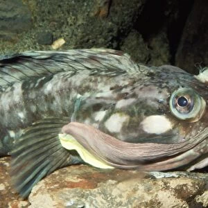 Sarcastic Fringehead Fish Monterey Bay, California, USA