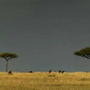 Savannah With grazing animals Maasai Mara, Kenya, Africa