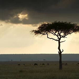 Savannah Maasai Mara, Kenya, Africa