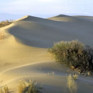 Saxaul Trees - on wind-shaped sand dunes - Karakum desert - Turkmenistan - Spring - April Tm31. 0389