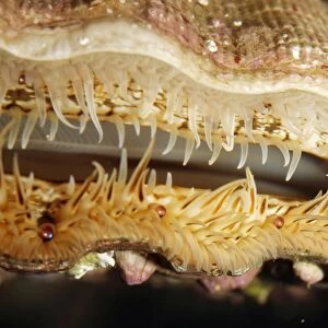 Scallop PM 9210 Eyes and tentacles at edge of mantle Pecten species © Pat Morris / ARDEA LONDON