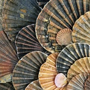 Scallop Shells - detailed arrangement, beach at Coto Donana National Park, Andalucia, South Spain