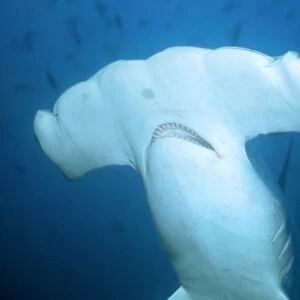 Scalloped Hammerhead Shark - Close-up of head, underside view. Cocos Island, Costa Rica