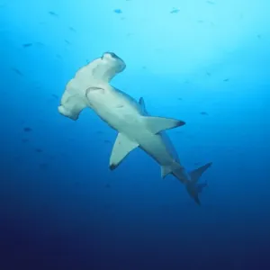 Scalloped Hammerhead Shark Cocos Island, Costa Rica Scalloped Hammerhead Shark Cocos Island, Costa Rica