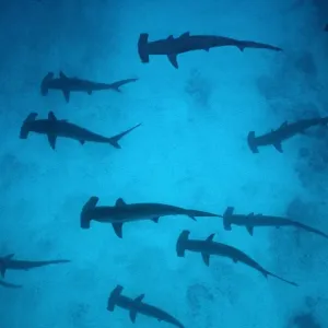 Scalloped Hammerhead Sharks - These sharks congregate around offshore reefss during daytime, feeding at night. Galapagos Islands, Equador. SSH-008 Scalloped Hammerhead Sharks - These sharks congregate around offshore reefss during daytime, feeding at night. Galapagos Islands, Equador. SSH-008