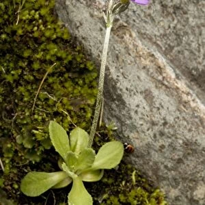 Scandinavian primrose (Primula scandinavica), Norway