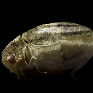 Scanning Electron Micrograph (SEM): Varied Carpet Beetle, Magnification x 90 (A4 size: 29. 7 cm width)