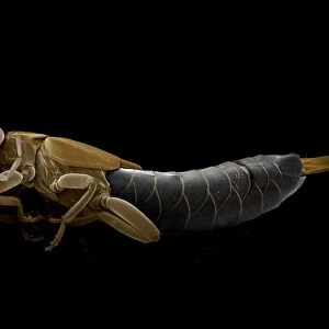 Scanning Electron Micrograph (SEM): Earwig; Magnification x 15 (A4 size: 29. 7 cm width)