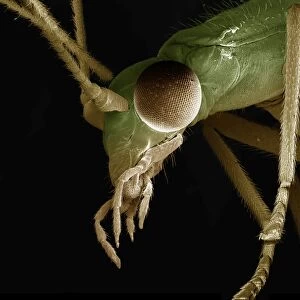 Scanning Electron Micrograph (SEM): Green Lacewing, Magnification x 90 (A4 size: 29. 7 cm width)