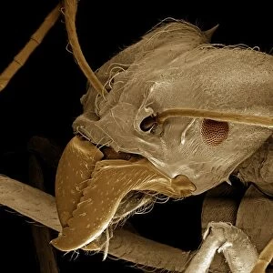 Scanning Electron Micrograph (SEM): Leaf Cutter Ant, Magnification x 200 (A4 size: 29. 7 cm width)