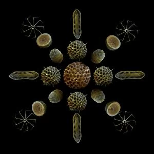 Scanning Electron Micrograph (SEM): Marine Diatoms and Radiolaria skeletons; Magnification x435 (when printed A4, 29. 7 cm cm wide)