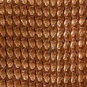 Scanning Electron Micrograph (SEM): Radula (feeding organ) of a Garden Snail - Magnification x 500 (if printed A4, 29. 7 cm wide)