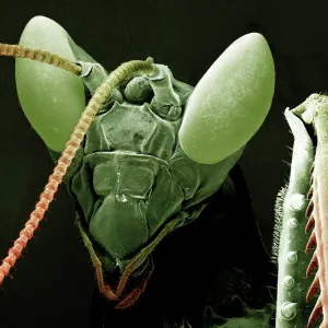 Scanning Electron Micrograph (SEM): Praying Mantis - Magnification x 30 (if print A4 size: 29. 7 cm wide)