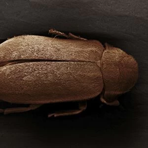 Scanning Electron Micrograph (SEM): Death Watch Beetle - Magnification x 40 (if print A4 size: 29. 7 cm wide)