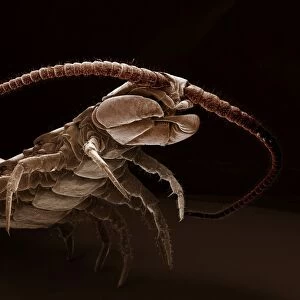 Scanning Electron Micrograph (SEM): Common Centipede - Magnification x 30 (if print A4 size: 29. 7 cm wide)