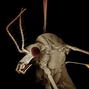 Scanning Electron Micrograph (SEM): Crane Fly / ‘Daddy-Long-Legs - Magnification x 30 (if print A4 size: 29. 7 cm wide)