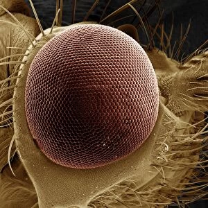 Scanning Electron Micrograph (SEM): Eye of a Caddis Fly - Magnification x 125 (if print A4 size: 29. 7 cm wide)