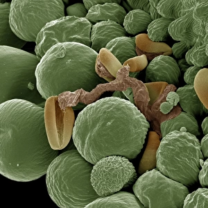 Scanning Electron Micrograph (SEM): Germination showing pollen tube in Lilly, Magnification x (A4 size: 29. 7 cm width)