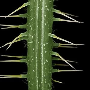 Scanning Electron Micrograph (SEM): Stinging Nettle, Magnification x 40 (A4 size: 29. 7 cm width)