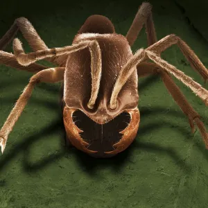 Scanning Electron Micrograph (SEM): Driver Ant - Magnification x 100 (if print A4 size: 29. 7 cm wide)