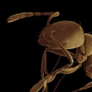 Scanning Electron Micrograph (SEM): Pharaoh Ant - Magnification x 175 (if print A4 size: 29. 7 cm wide)