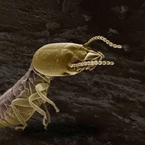 Scanning Electron Micrograph (SEM): Termite (worker), ; Magnification x 65 (if print A4 size: 29. 7 cm wide)