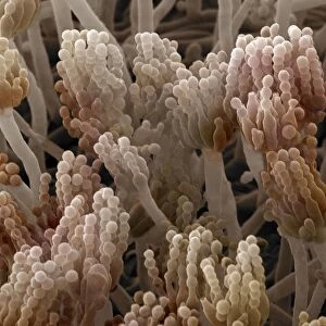 Scanning Electron Micrograph (SEM) showing fruiting bodies (conidiophores) of fungi Aspergillus sp. ; Magnification x 7, 000 (A4 size: 29. 7 cm width)