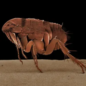 Scanning Electron Micrograph (SEM): Cat Flea; Magnification x 90 (A4 size: 29. 7 cm width) Scanning Electron Micrograph (SEM): Cat Flea; Magnification x 90 (A4 size: 29. 7 cm width)
