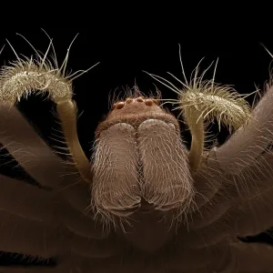 Scanning Electron Micrograph (SEM): Common House Spider - female, ; Magnification x 25 (A4 size: 29. 7 cm width) Scanning Electron Micrograph (SEM): Common House Spider - female, ; Magnification x 25 (A4 size: 29. 7 cm width)