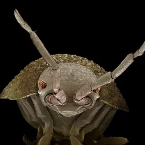 Scanning Electron Micrograph (SEM): Common Rough Woodlouse, Magnification x 55 (A4 size: 29. 7 cm width) Scanning Electron Micrograph (SEM): Common Rough Woodlouse, Magnification x 55 (A4 size: 29. 7 cm width)