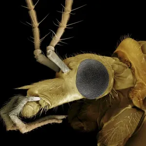 Scanning Electron Micrograph (SEM): Crane Fly or ‘Daddy-Long-Legs'; Magnification x 75 (A4 size: 29. 7 cm width) Scanning Electron Micrograph (SEM): Crane Fly or ‘Daddy-Long-Legs'; Magnification x 75 (A4 size: 29. 7 cm width)