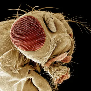 Scanning Electron Micrograph (SEM): Fruit Fly, Magnification x 300 (A4 size: 29. 7 cm width)