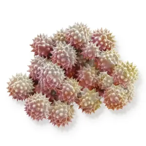 Scanning Electron Micrograph (SEM): Groundsel, Magnification x 3, 000 (A4 size: 29. 7 cm width) Scanning Electron Micrograph (SEM): Groundsel, Magnification x 3, 000 (A4 size: 29. 7 cm width)
