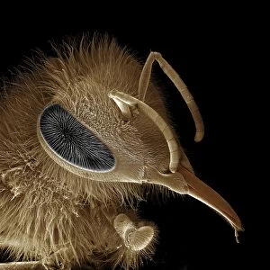Scanning Electron Micrograph (SEM): Honeybee, Magnification x 30 (A4 size: 29. 7 cm width)