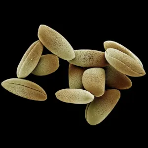 Scanning Electron Micrograph (SEM): Lily Pollen, Magnification x 1, 200 (A4 size: 29. 7 cm width)  Scanning Electron Micrograph (SEM): Lily Pollen, Magnification x 1, 200 (A4 size: 29. 7 cm width) 