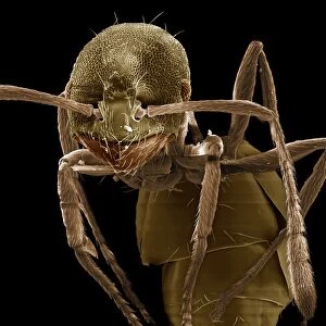 Scanning Electron Micrograph (SEM): Pharaoh Ant, Magnification x 180 (A4 size: 29. 7 cm width)