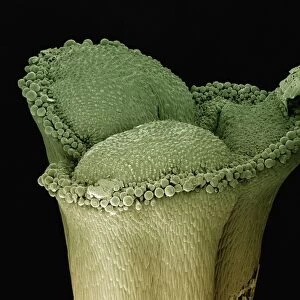 Scanning Electron Micrograph (SEM): stigma of a lily, Magnification x 100 (A4 size: 29. 7 cm width)