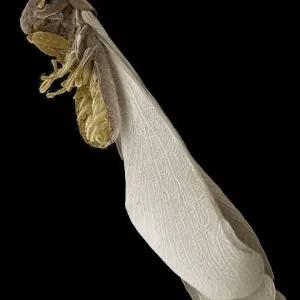 Scanning Electron Micrograph (SEM): Termite, Magnification x 30 (A4 size: 29. 7 cm width) Scanning Electron Micrograph (SEM): Termite, Magnification x 30 (A4 size: 29. 7 cm width)