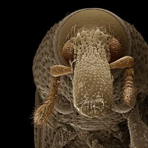 Scanning Electron Micrograph: Woodboring Weevil, Magnification x 222 (A4 size: 29. 7 cm width)