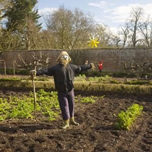 Scarecrow in organic walled garden at Dean's Court, Wimborne, Dorset UK