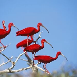 Scarlet Ibis Venezuela