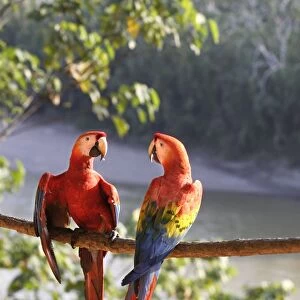 Scarlet Macaw Familly: Psittacidae Manu Wildlife Centre Peru