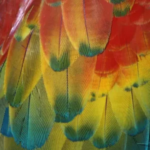 Scarlet Macaw - Feathers Scarlet Macaw - Feathers