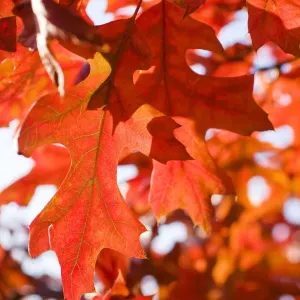 Scarlet Oak Leaves - in autumn colour - Norfolk - UK Scarlet Oak Leaves - in autumn colour - Norfolk - UK